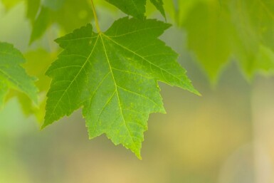 Acer x freemanii Hochstamm 14/16