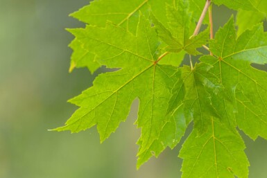 Acer x freemanii Hochstamm 14/16