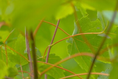 Acer x freemanii Hochstamm 14/16