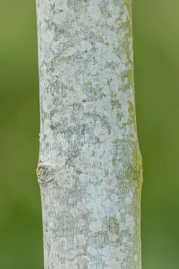 Acer x freemanii Hochstamm 14/16