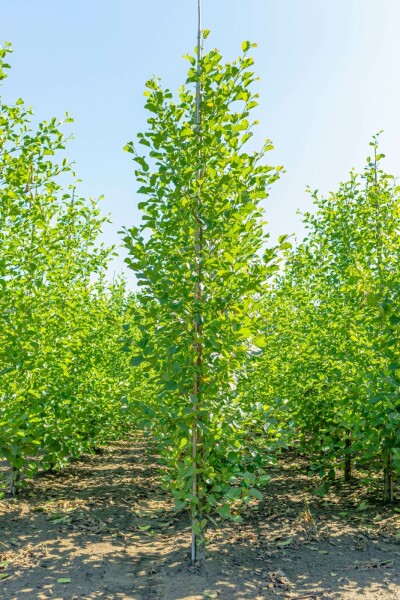 Alnus glutinosa Stammbusch 12/14