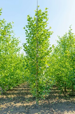 Schwarz-Erle Alnus glutinosa Stammbusch Alnus glutinosa Stammbusch