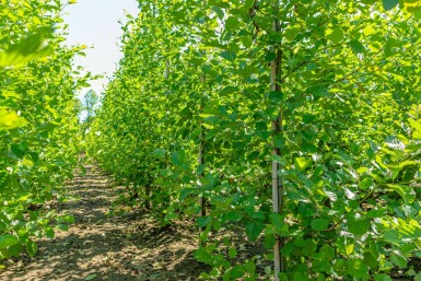 Schwarz-Erle Alnus glutinosa Stammbusch Alnus glutinosa Stammbusch