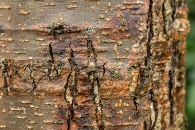 Alnus glutinosa Stammbusch 12/14