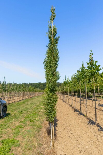 Betula pendula 'Fastigiata' Stammbusch 12/14
