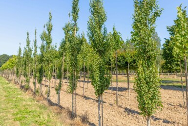 Betula pendula 'Fastigiata' Stammbusch