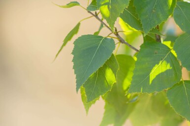 Betula pendula 'Fastigiata' Stammbusch 12/14