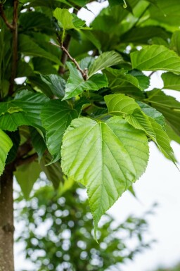 Winter-Linde Tilia cordata Stammbusch Tilia cordata Stammbusch