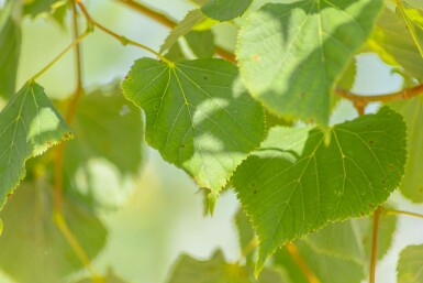 Winter-Linde Tilia cordata Stammbusch Tilia cordata Stammbusch