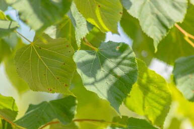 Tilia cordata Stammbusch 12/14