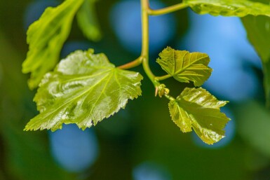 Tilia cordata Stammbusch 12/14