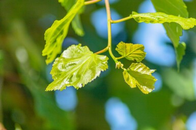 Tilia cordata Stammbusch 12/14