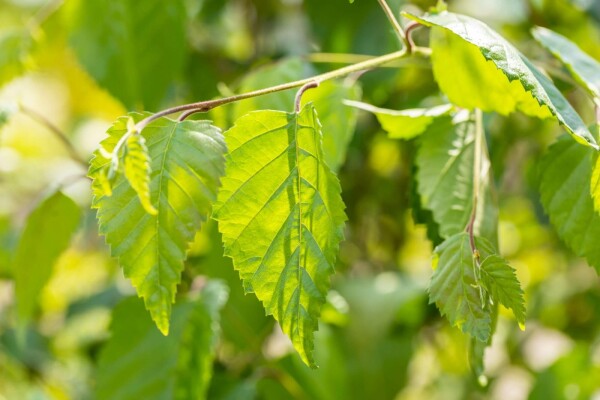 Betula utilis Hochstamm 8/10