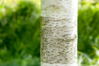 Betula utilis Hochstamm
