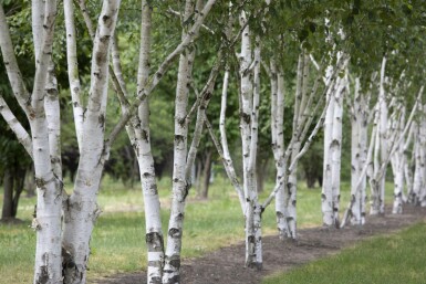 Betula utilis Hochstamm 8/10