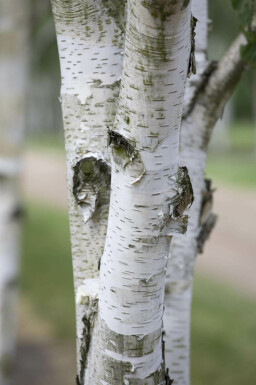 Betula utilis Hochstamm 8/10