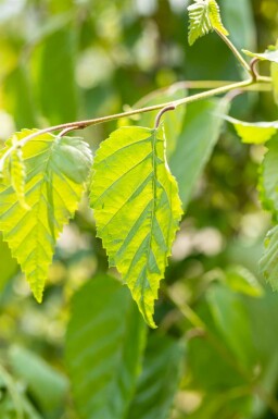 Betula utilis Mehrstämmig 350-400