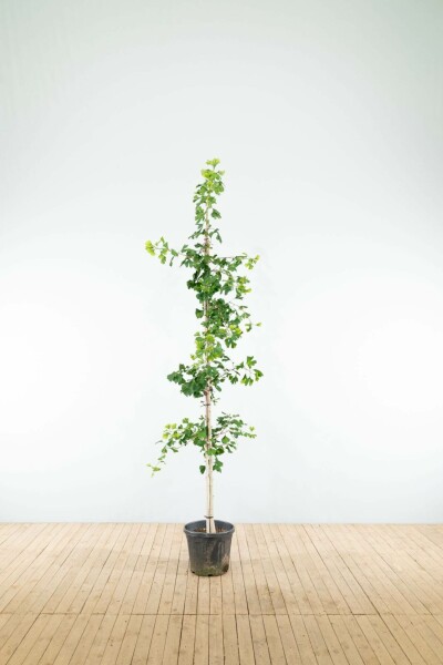Ginkgo biloba Stammbusch 4-6