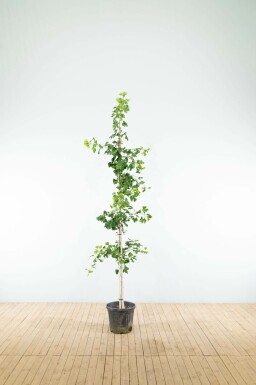 Ginkgobaum Ginkgo biloba Stammbusch Ginkgo biloba Stammbusch