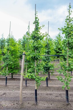 Ginkgo biloba Stammbusch