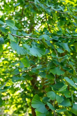 Ginkgo biloba Stammbusch 4-6