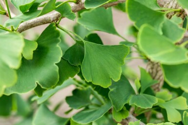 Ginkgo biloba Stammbusch 4-6