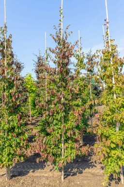 Persischer Eisenholzbaum Parrotia persica Stammbusch Parrotia persica Stammbusch