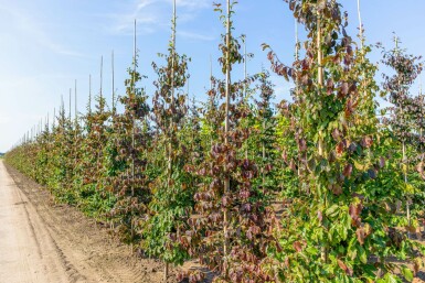 Parrotia persica Stammbusch