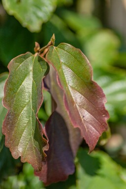 Parrotia persica Stammbusch 8/10