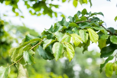 Parrotia persica Stammbusch 8/10
