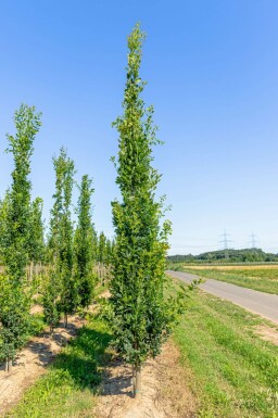 Säulen-Eiche Quercus robur 'Fastigiata' Stammbusch Quercus robur 'Fastigiata' Stammbusch