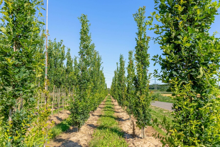 Säulen-Eiche Quercus robur 'Fastigiata' Stammbusch Stammumfang 8-10 T Quercus robur 'Fastigiata' Stammbusch 8/10