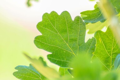 Quercus robur 'Fastigiata' Stammbusch 8/10