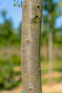 Säulen-Eiche Quercus robur 'Fastigiata' Stammbusch Stammumfang 8-10 T Quercus robur 'Fastigiata' Stammbusch 8/10