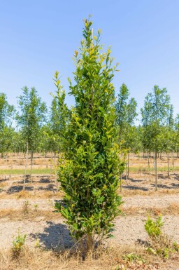 Quercus x warei 'Regal Prince' Stammbusch