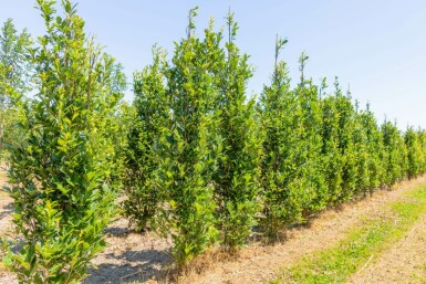 Eiche Quercus x warei 'Regal Prince' Stammbusch Quercus x warei 'Regal Prince' Stammbusch