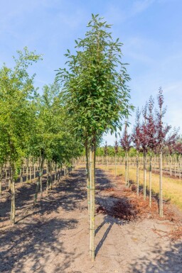 ThĂŒringische Mehlbeere Sorbus x thuringiaca 'Fastigiata' Hochstamm Sorbus x thuringiaca 'Fastigiata' Hochstamm