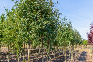 ThĂŒringische Mehlbeere Sorbus x thuringiaca 'Fastigiata' Hochstamm Sorbus x thuringiaca 'Fastigiata' Hochstamm