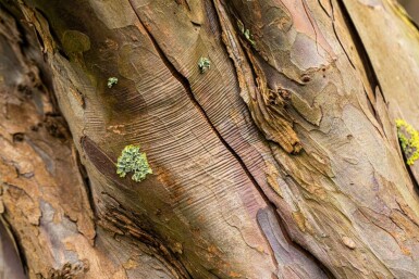 Acer pseudoplatanus Stammbusch