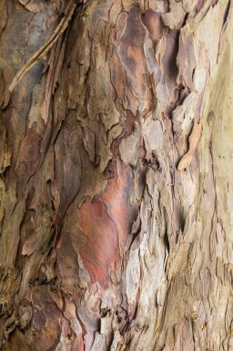 Acer pseudoplatanus Stammbusch 14/16