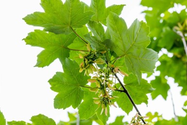 Acer pseudoplatanus Stammbusch 14/16