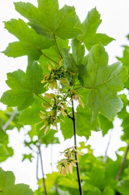 Acer pseudoplatanus Stammbusch 14/16