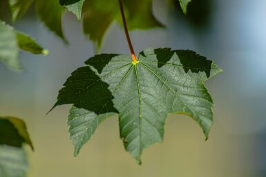 Acer pseudoplatanus Stammbusch 14/16