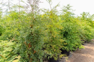 Sequoia sempervirens Stammbusch