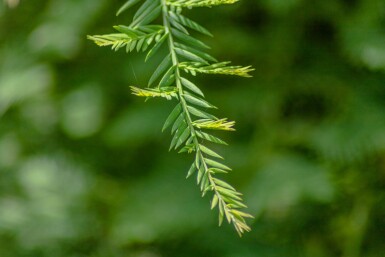 Sequoia sempervirens Stammbusch 10/12