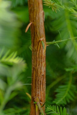 Sequoia sempervirens Stammbusch 10/12