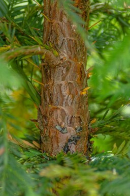 Sequoia sempervirens Stammbusch 10/12