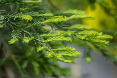 Sequoia sempervirens Stammbusch 10/12