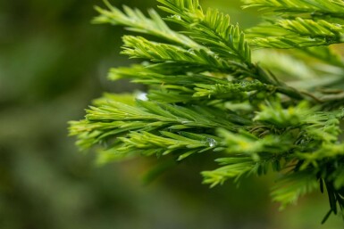 Sequoia sempervirens Stammbusch 10/12