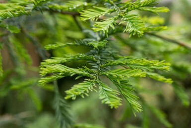 Sequoia sempervirens Stammbusch 10/12